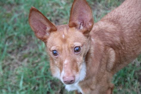 podencos podenco Kleinanzeigen kaufen & verkaufen bei。